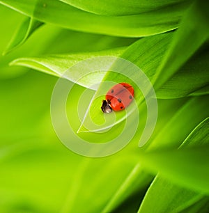 Ladybug photo