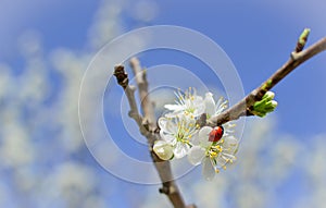 Ladybug on almond blossom . Spring season