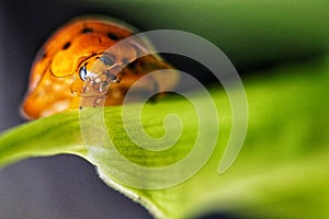 A ladybug alone at the end of a leaf