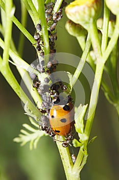 Ladybug, ants and aphids