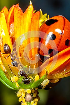 A ladybug, ants and aphids.