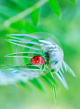 Ladybug and aphid under the leaf of the plant