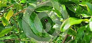 Ladybug and aphis eat