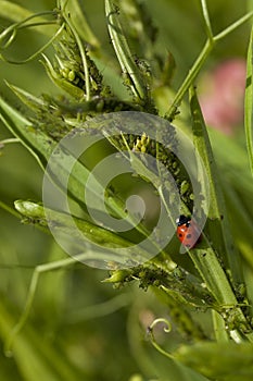 Ladybug and aphis