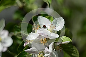 Ladybug on apple tree flower