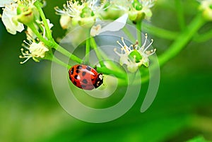 Ladybug on the apple tree in the spring