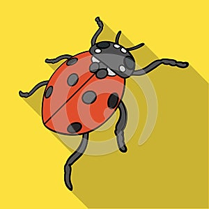 Ladybug is an arthropod. photo