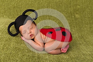 Ladybug baby