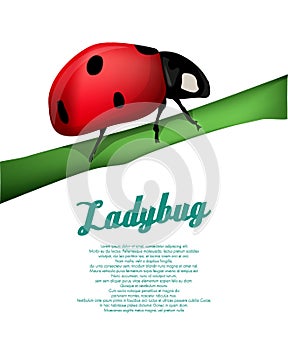 Ladybug background