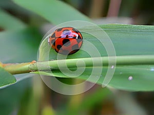 Ladybug on bamboo leaf