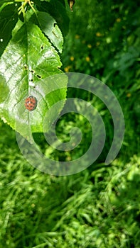 Ladybug basking in the sun