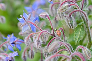 Ladybug on beatiful flower stem