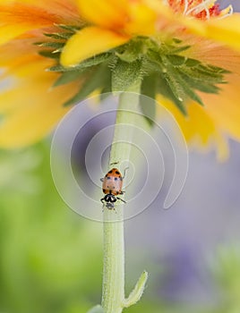 A ladybug on a beautiful bright yellow and orange flower