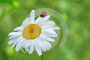 Ladybug on a beautiful chamomile flower on a green meadow. Natural nature. Ecology and cleanliness concept