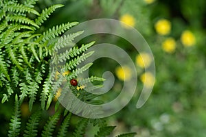 Ladybug on beautiful leaf in the woods. Selective focus, copy space