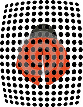 Ladybug beetle