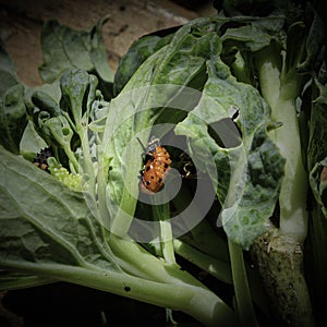 Ladybug Beetle Coccinellidae Pupa