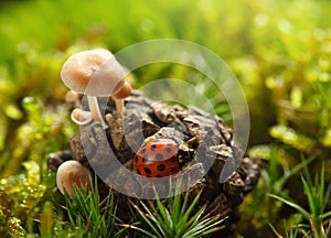 Ladybug beetle on pine strobile