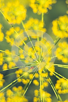 Ladybug behind a yellow dill flower on a green background. Gentle macro art photo