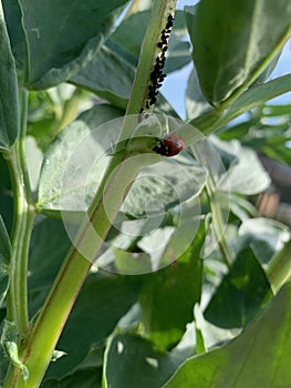 Ladybug and black fly on plant