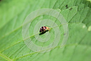 Ladybug with black and yellow spots on orange above green leaves