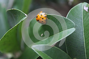 Ladybug with black and yellow spots on orange above green leaves