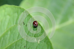 Ladybug with black and yellow spots on orange above green leaves