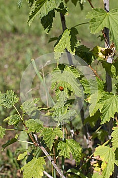 Ladybug on a blackcurrant leaf. Sunny day, black currant bush.