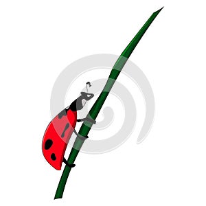 Ladybug on a blade of grass