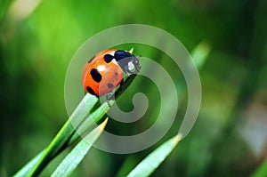 Ladybug on a blade of grass