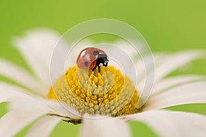 Ladybug on the blossom of a flower