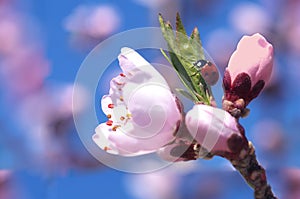 Ladybug on a blossomed tree