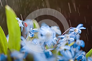 Ladybug on a blue flower