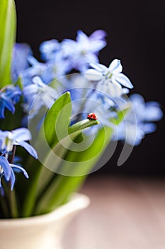 Ladybug on a blue flower