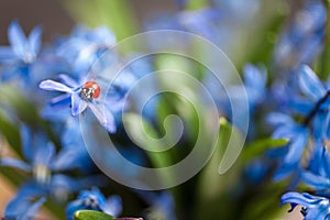 Ladybug on a blue flower