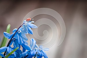 Ladybug on a blue flower