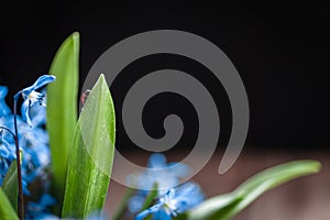 Ladybug on a blue flower