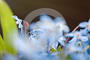 Ladybug on a blue flower