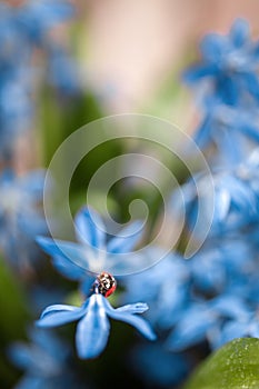 Ladybug on a blue flower