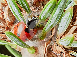 Ladybug on a branch