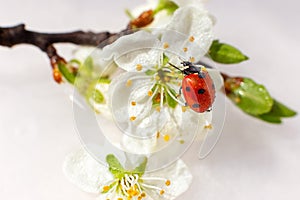 Ladybug on a branch of blooming white plum. White background.