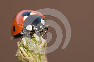 Ladybug on a branch close-up