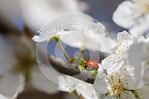 Ladybug on the branches of a blossoming fruit tree.