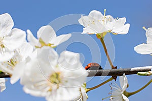 Ladybug on the branches of a blossoming fruit tree.