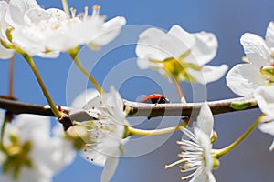 Ladybug on the branches of a blossoming fruit tree.