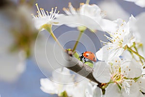 Ladybug on the branches of a blossoming fruit tree.