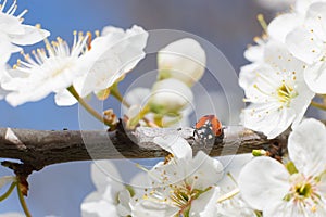 Ladybug on the branches of a blossoming fruit tree.