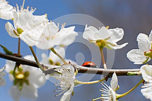 Ladybug on the branches of a blossoming fruit tree.