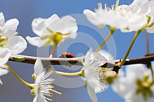 Ladybug on the branches of a blossoming fruit tree. Red Ladybird