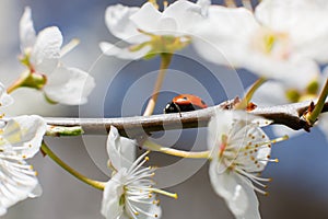 Ladybug on the branches of a blossoming fruit tree. Red Ladybird